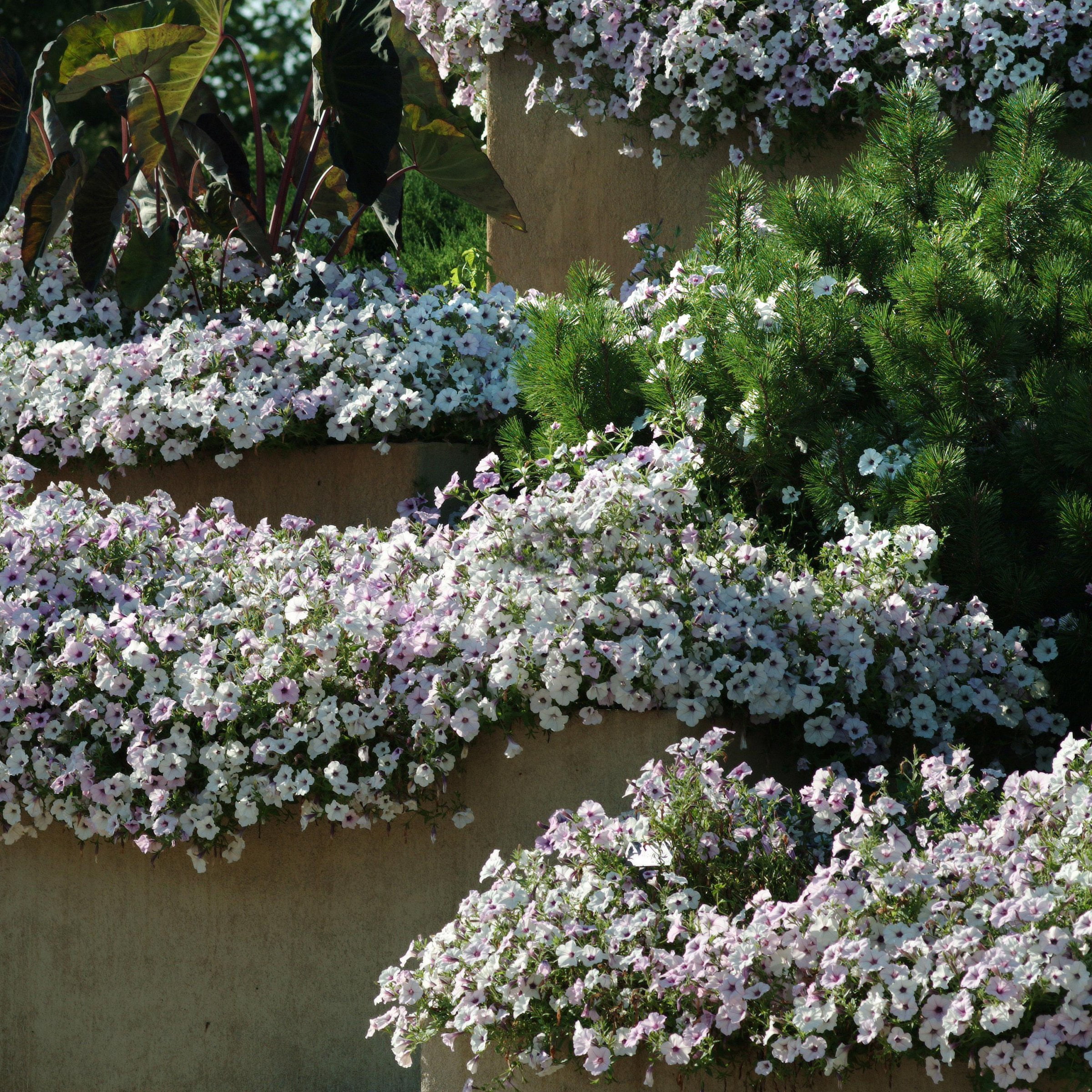4 in. Petunia Tidal Wave Silver Live Annual Plant with White Flowers (3-Pack)