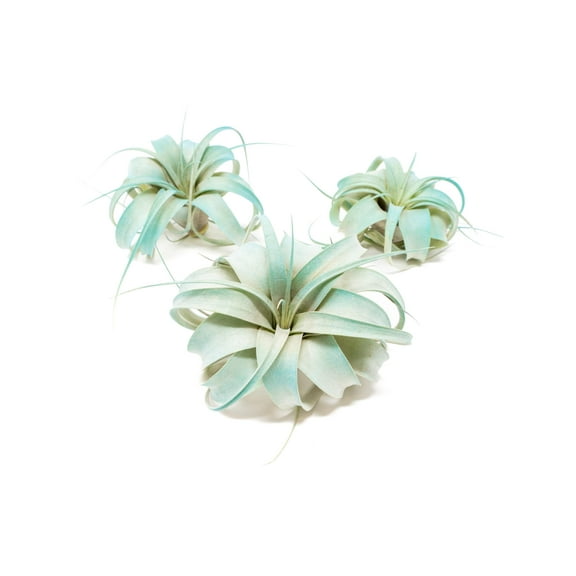 Teal Blue Colorful Tillandsia Air Plants - Long Lasting Color Enhanced Live Tillandsia Succulent House Plants - Home and Garden Decor - Easy Care Indoor and Outdoor (Mini Xerographica, Pack of 3)