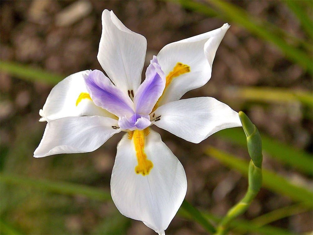 American Plant Exchange African Iris