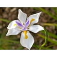 thumbnail image 4 of American Plant Exchange White African Iris, 6-Inch Pot, Live Landscape Plant, Flowers Spring Through Fall, Zones 8-11, Annual Below Zone 8, 4 of 5