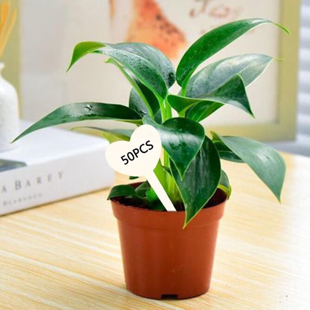 Etiquetas de plantas Cola 50 PCS Corazón Marcadores de madera