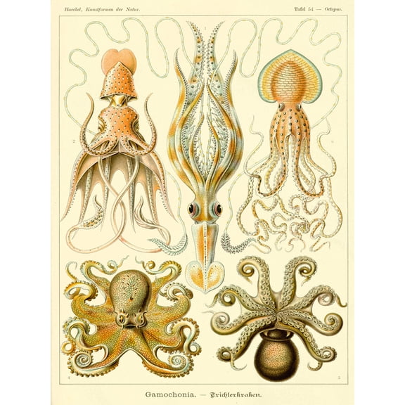 Ernst Haeckel Octopus Squid Gamochonia Biology Sea Animal Nature Germany Vintage Illustration Unframed Wall Art Print Poster Home Decor