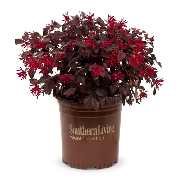 Southern Living Red Diamond Loropetalum Live Shrub in 2.5-Quart Grower Pot
