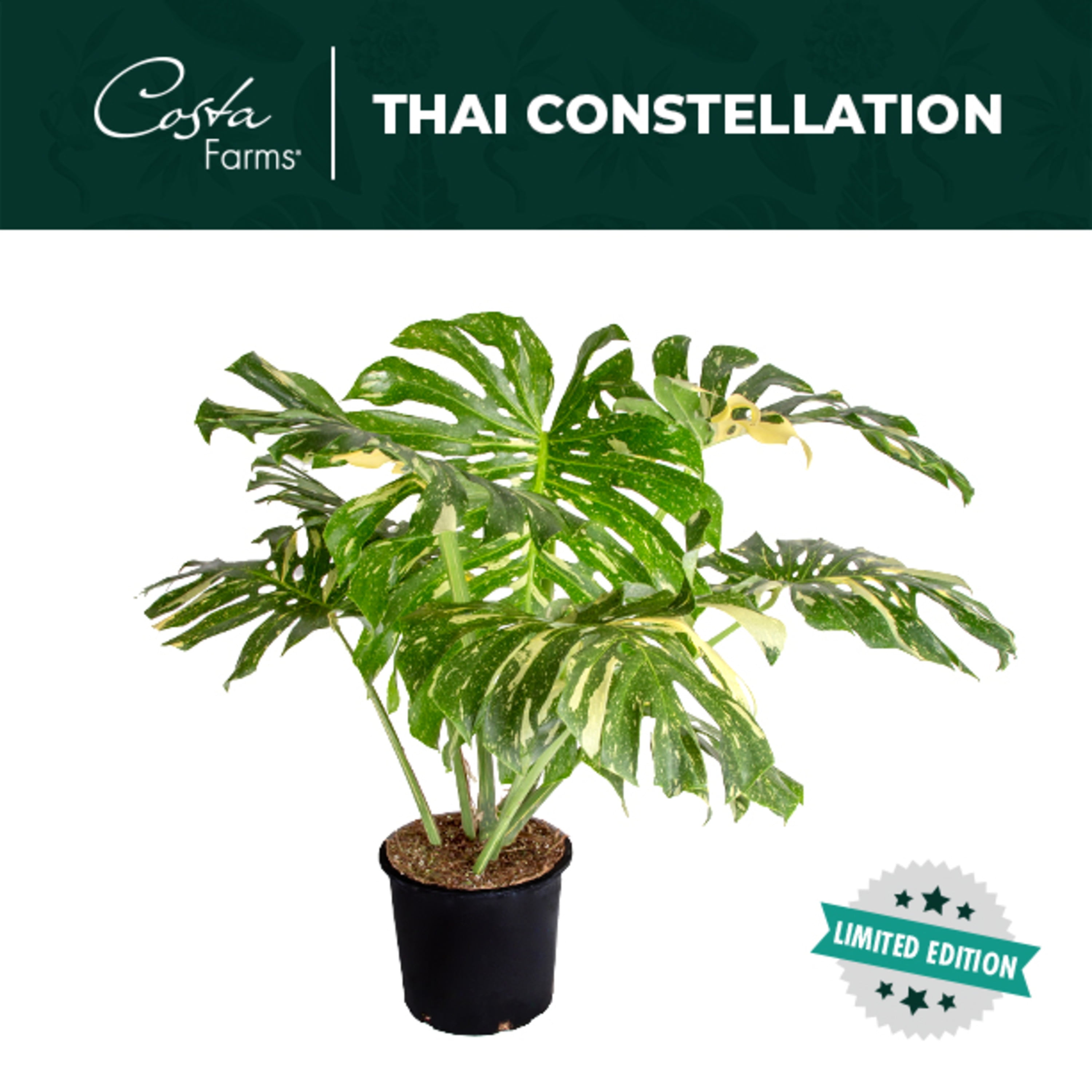 Costa Farms Live Indoor 38in. Tall Multicolor Limited Edition 'Thai