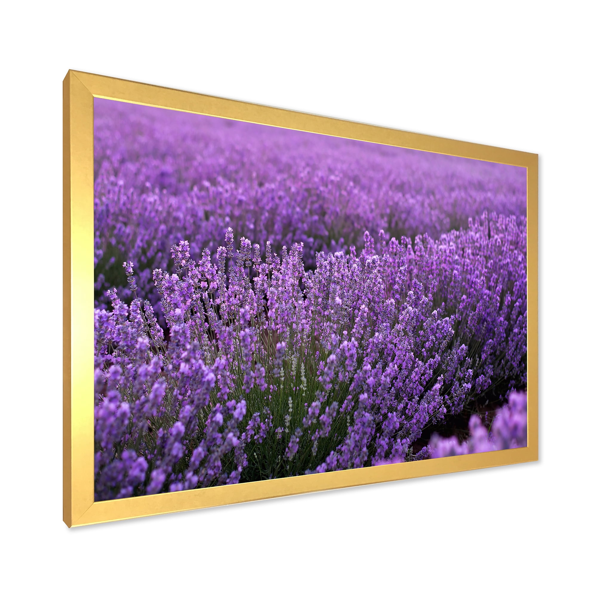 Designart 'Blooming Purple Lavender Meadow' Farmhouse Framed Art Print