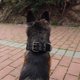 thumbnail image 5 of Xiao Hua Collar táctico ajustable para perros de nailon militar con hebilla de metal resistente, antidesgaste, cinco niveles de ajuste, apto para perros medianos y grandes, color negro L, 5 of 5