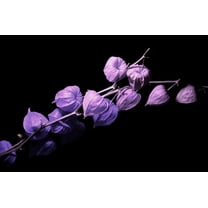 Purple Chinese Lantern Seeds for Planting - 50 Seeds - Exotic Garden Seeds - Ships from Iowa, USA