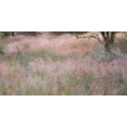 thumbnail image 2 of Young, Bill 18x11 White Modern Wood Framed Museum Art Print Titled - Namibia, Etosha NP Grasses moving in the wind, 2 of 4