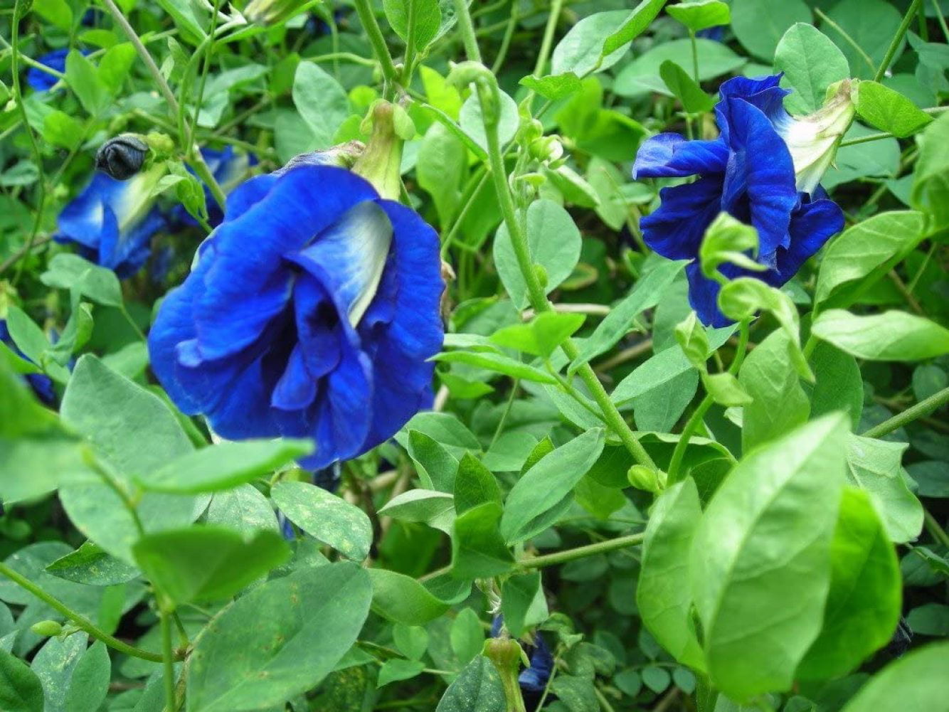 30 Seeds Thai Butterfly Pea Seeds 