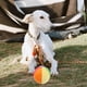 thumbnail image 5 of Pelota de juguete para perros, pelota de peluche masticable, pelota chirriante para mascotas, pelota de peluche rellena, 5 of 7