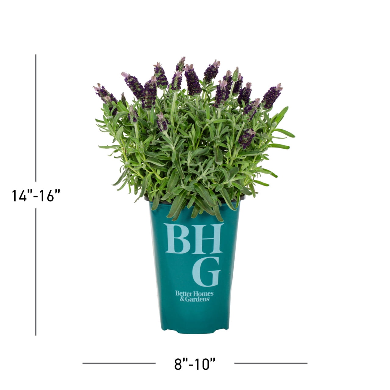 Better Homes & Gardens 2QT Purple Lavender La Diva Big Night Live Perennial Plant Sun