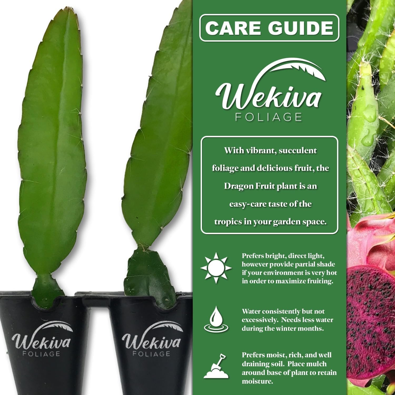 Edgar's Baby Dragon Fruit Tree - Live Tissue Culture Starter Plant - Hylocereous Undatus - Edible Tropical Fruit Plant from Florida