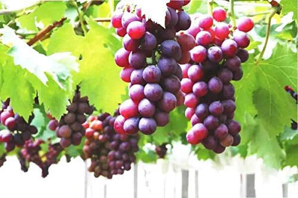 S-Pone 50+ Grape Seeds, Vine Fruit, Summer Bloom, Outdoor or Shade