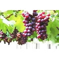thumbnail image 2 of 50+ Grape Seeds Vine Fruit Seed Fruit Plant Home Garden Non-GMO, 2 of 3