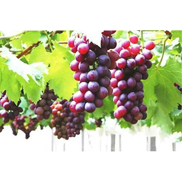 明泉幼稚園　Grape seed until 1 、2 明泉幼稚園 Grape seed until 1 、2 Amazon.com : Grape Seeds