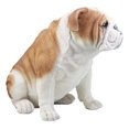 thumbnail image 4 of Ebros Life Sized Realistic English Bulldog Statue 14.5 inch Garden Statue, 4 of 5