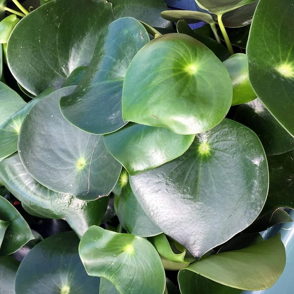 Peperomia Raindrop - Live Starter Plant in a 2 Inch Pot - peperomia Polybotrya - Rare and Elegant Indoor Houseplant