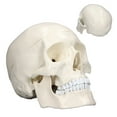 thumbnail image 4 of 1:1 Skull Model, PVC Material Detachable Skull Bone  for Anatomy Learning Course, 4 of 7