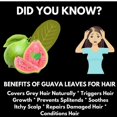 thumbnail image 5 of Naturalike African Dried Guava Leaves 1oz - Organic Guava Whole Leaf - 100% Natural Delicious Herbal Tea - Non-GMO, Vegan, Gluten-Free - Premium Leaves for a Healthy Lifestyle - 28grams, 5 of 6