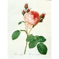 thumbnail image 2 of Redouté, Pierre-Joseph 19x24 Black Ornate Wood Framed with Double Matting Museum Art Print Titled - Rose,Centifolia with 100 Petals, 2 of 4