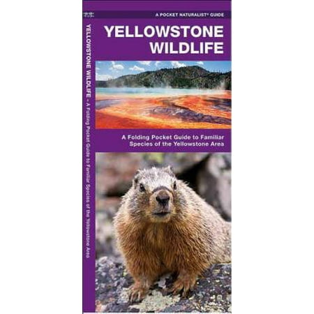 Pocket naturalist guides: yellowstone wildlife: a folding pocket guide to familiar animals of the ye: (Best Places To See Wildlife In Yellowstone National Park)