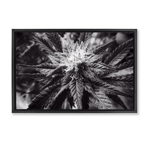 Stupell Industries Dark Cannabis Flower Plants & Flowers Painting Black Floater Framed Canvas Art Print Wall Art, 25 x 17