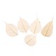 thumbnail image 5 of 5 Piezas de Hojas de Pntas Prensadas Secas Naturales para Fabricación de Bricoje Gloria Hojas secas prensadas naturales, 5 of 9