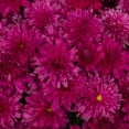 thumbnail image 2 of Expert Gardener 24" Pink Chrysanthemum Live Plants in 1GAL Decorative Pot Full Sun, 2 of 9