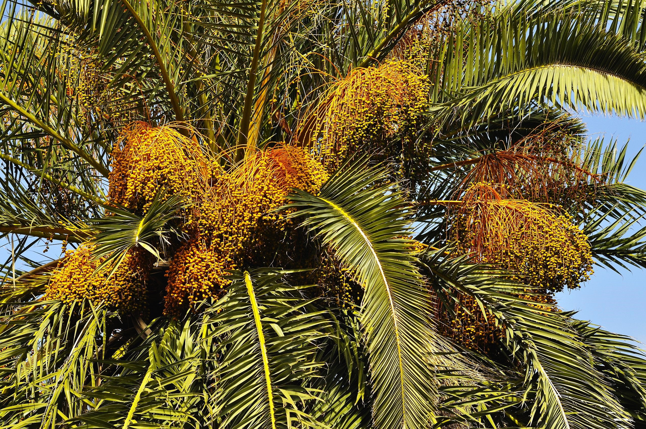 TomorrowSeeds Canary Island Date Palm Tree Seeds - Thumbnail 2