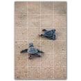 thumbnail image 1 of Picture-Tiles.com: Turtle Ceramic Tile Wall Mural WAL501058-46L. 32"W x 48"H using (24) 8" x 8" Ceramic Tiles-Satin Finish, 1 of 3