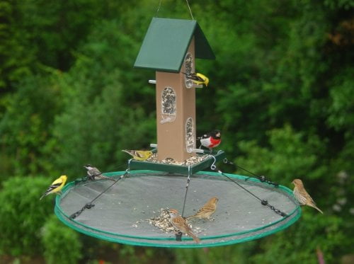 seed bird feeder with camera