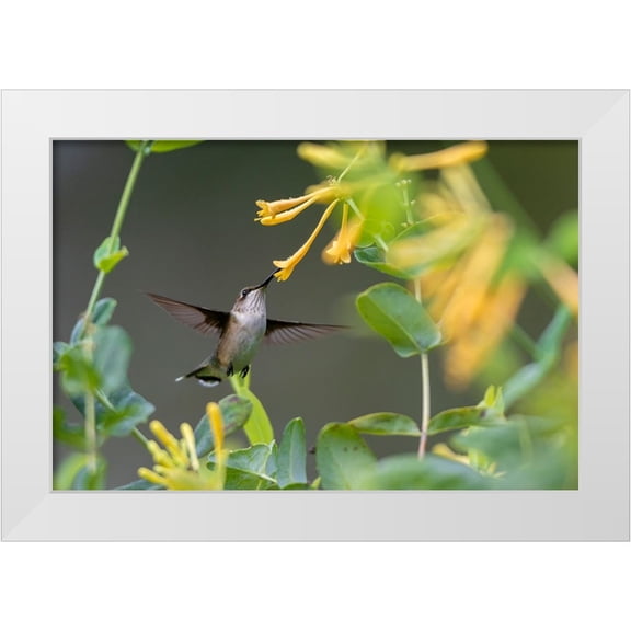Day, Richard and Susan 14x11 White Modern Wood Framed Museum Art Print Titled - Ruby-throated Hummingbird-Archilochus colubris-at honeysuckle-Lonicera sempervirens f-sulphurea Joh