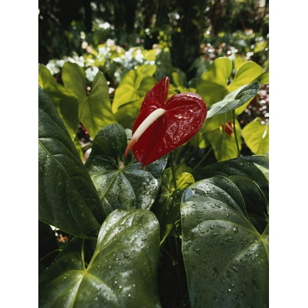 Anthurium Leaf - Hawaii Islands, Honolulu, 1100 Alakea St., Anthurium Leaf, Close-up Print Wall Art By Douglas Peebles