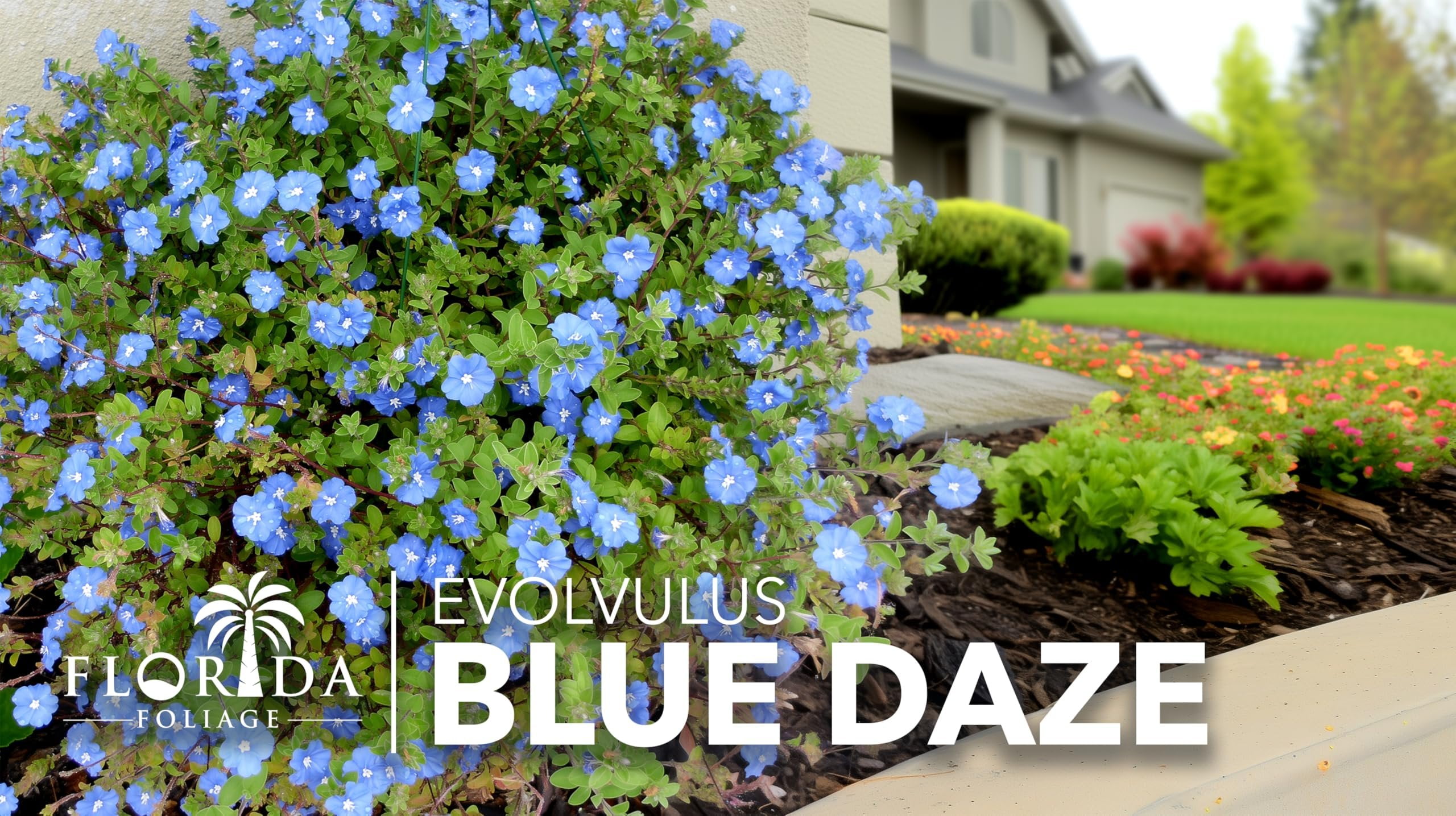 Blue Daze  3 Live Plants  Evolvulus glomeratus  Heat Tolerant Ground Cover  Year-Round Flowering Plant for Gardens & Landscapes