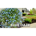 thumbnail image 3 of Blue Daze  2 Large Gallon Size Plants  Evolvulus Glomerata  Low Maintenance Drought Tolerant Blooming Groundcover, 3 of 9