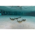 thumbnail image 2 of School of cownose ray in formation over white sandy bottom Poster Print, 2 of 2