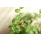 thumbnail image 2 of Adornos decorativos para exteriores, mariquitas decorativas de resina para decoración creativa de jardines y hogares, pegatinas autoadhesivas que aportan un toque de naturaleza, resistentes y, 2 of 5