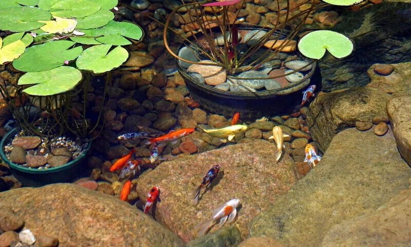 Aquatic Foods Inc. Koi & Pond Fish Flakes. Arctic Krill Flakes which contain Natural Carotenoids & Astaxanthin that will enhance the vibrant colors of Fish...WL 1-lb 2oz Lg Jar