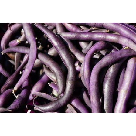 Royal Burgundy Bush Bean Seeds - 100 Count Seed Pack - Eye-catching, Vigorous and Quick to Pick - Country Creek LLC