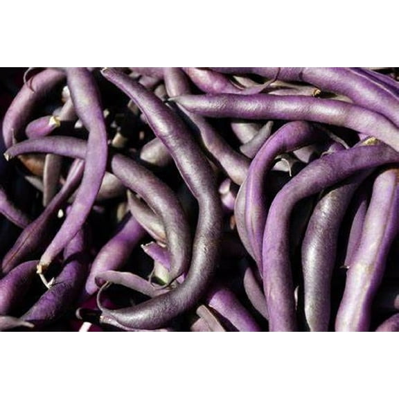 Royal Burgundy Bush Bean Seeds - 200 Count Seed Pack - Eye-catching, Vigorous and Quick to Pick - Country Creek LLC