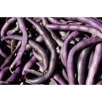Royal Burgundy Bush Bean Seeds - 200 Count Seed Pack - Eye-catching, Vigorous and Quick to Pick - Country Creek LLC