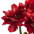 thumbnail image 2 of Nearly Natural Amaryllis Artificial Flower Arrangement with Vase, Red, 2 of 3