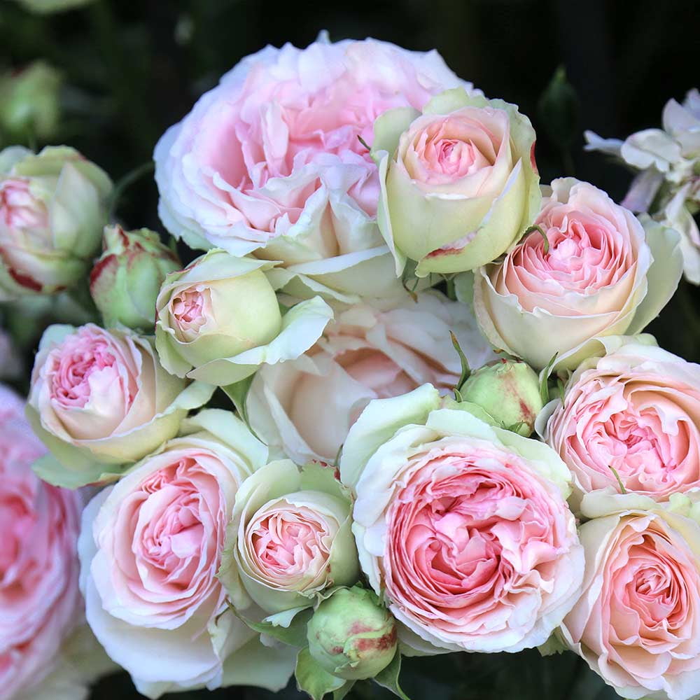 Heirloom Roses Eden® Climbing Plant 10' Pink Climbing Rose Live Plants in 1 Gallon Container