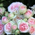 thumbnail image 4 of Heirloom Roses Eden® Climbing Plant 10' Pink Climbing Rose Live Plants in 1 Gallon Container, 4 of 9