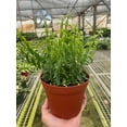 thumbnail image 5 of Curly Lipstick Plant, 4" Pot, Indoor Houseplant, Easy Care, Live Plant for Indoor & Outdoor, 5 of 6