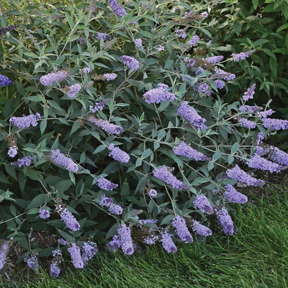 Glass Slippers Butterfly Bush Buddleia 6" Pot