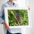 thumbnail image 2 of Black Nightshade Berries - York Pennsylvania Photography Botanical Nature Fruit Garden Floral Scenic Wilderness White Framed Wall Art Print 24 x 36 inches, 2 of 4