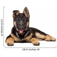 thumbnail image 2 of Wallmonkeys Portrait of a German Shepherd Puppy Peel and Stick Wall Decals WM320012 (18 in W x 14 in H), 2 of 4