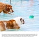 thumbnail image 2 of Bewildely Juguete eléctrico a prueba de agua para perros con rociador de agua Maravilloso juguete eléctrico de flotabilidad Juguete de natación Cocina y Comedor Numero 3 Bewildely HA025145-03, 2 of 4