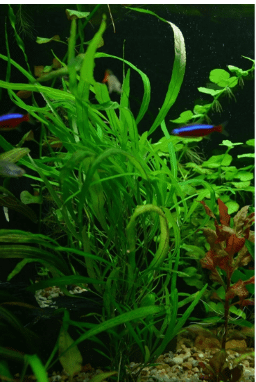 Hygrophila Angustifolia – Easy Live Freshwater Aquarium Plant for Fish Tanks